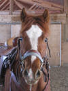 Angus - Mar.3/2010