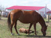 Sadie & Lincoln - May 25/09
