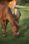 Sadie & Hazel - 2007 (Photo by Arto)