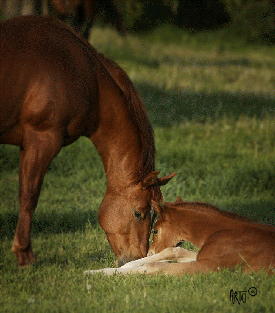 Dixie & Angus (2007) - Photo by Arto